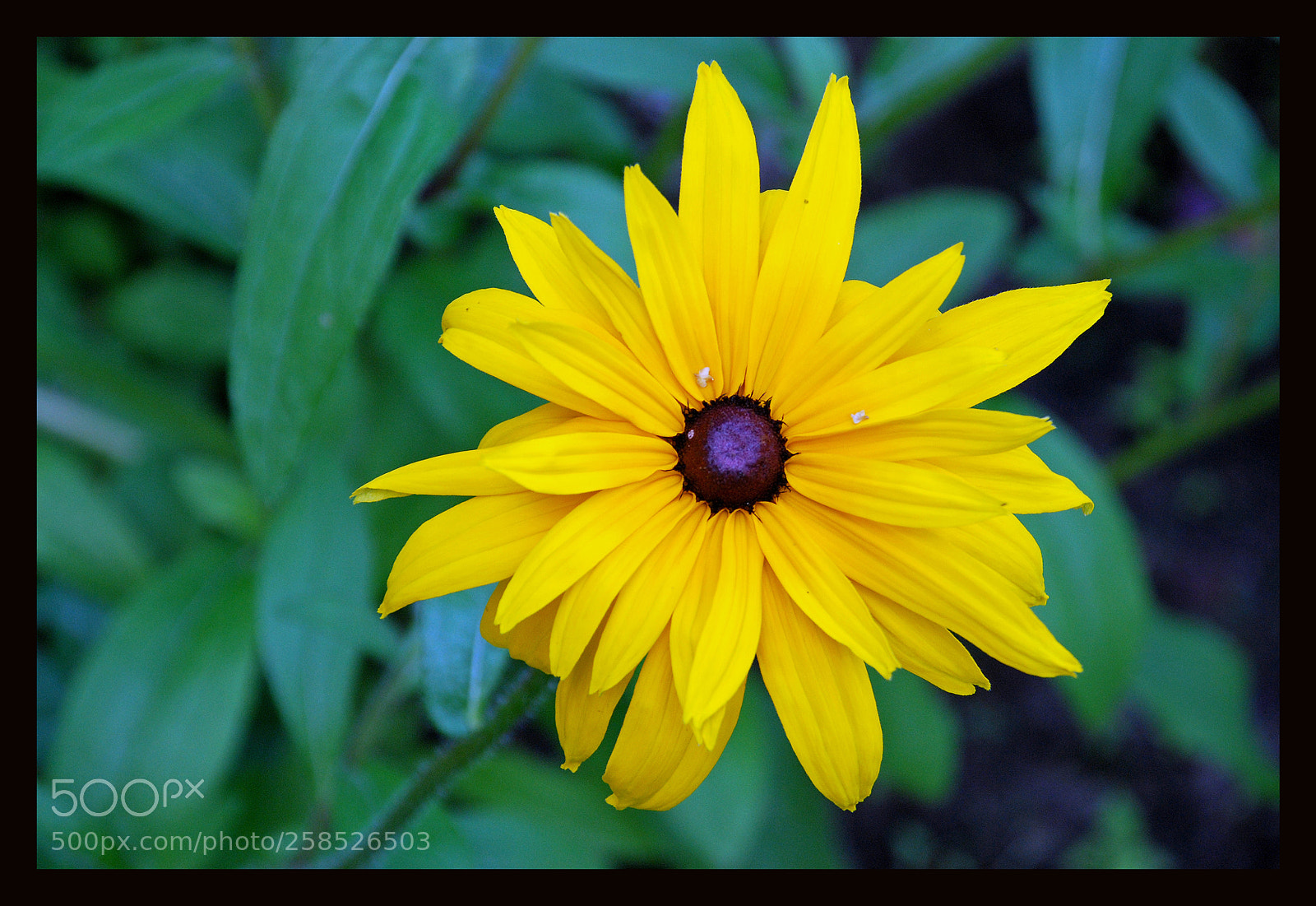 Nikon D80 sample photo. Flower photography