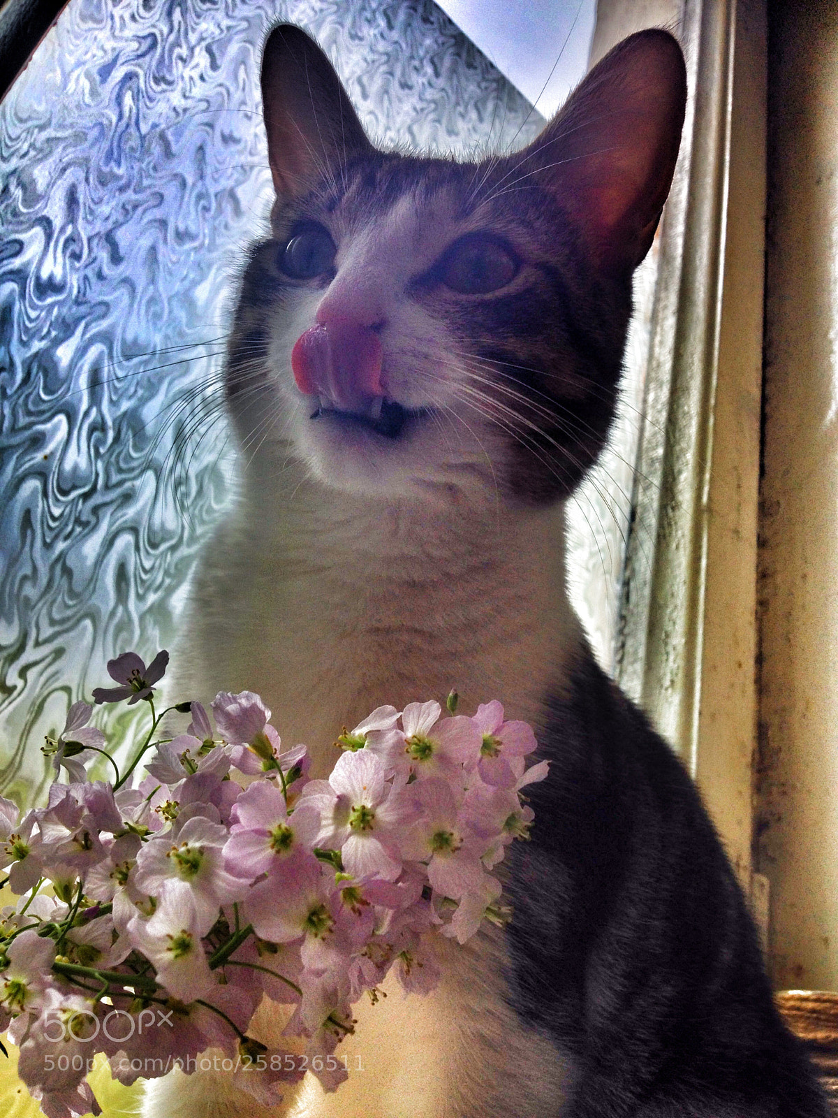 Apple iPhone 4S sample photo. Untitled photography