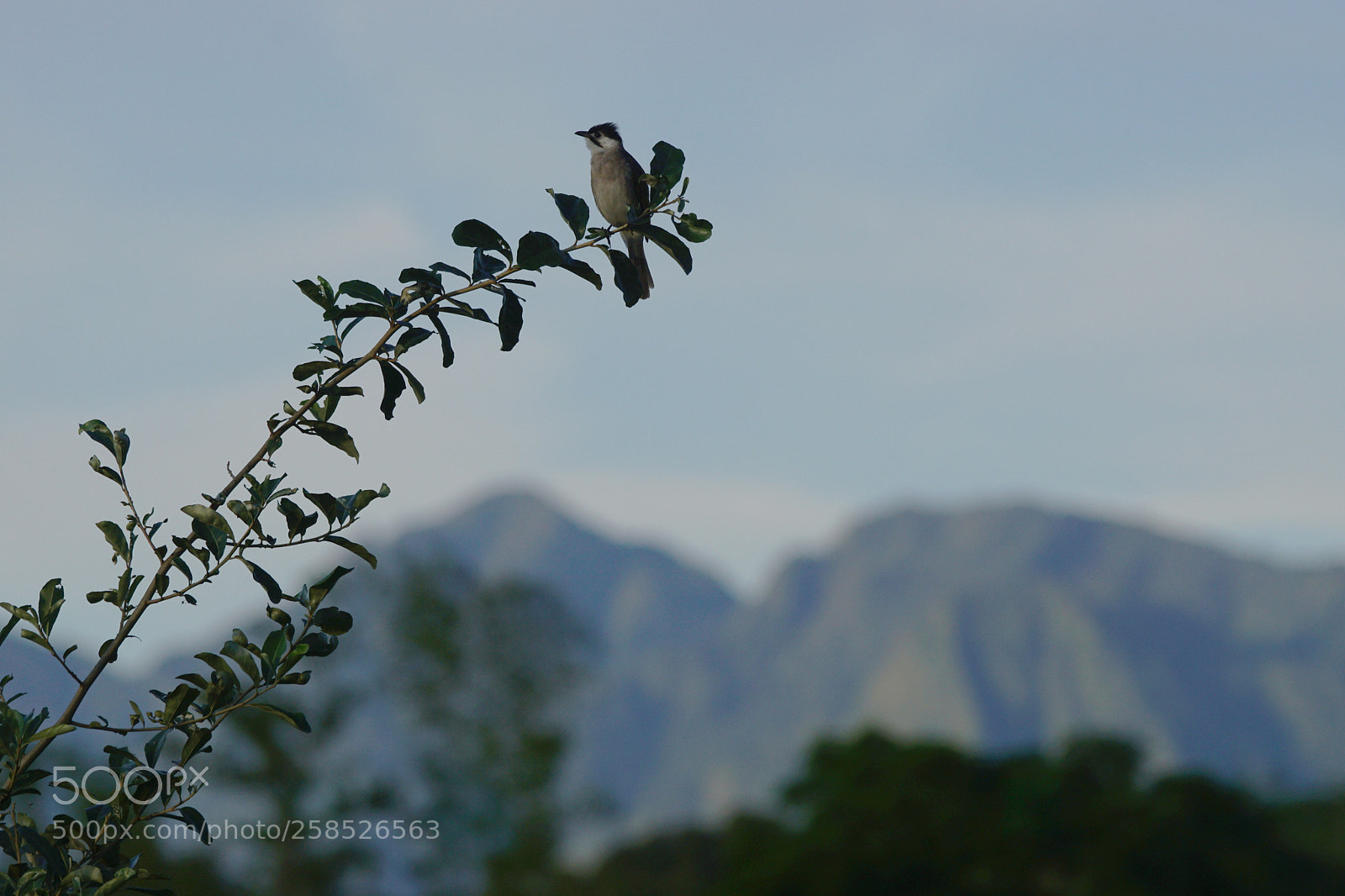 Sony ILCA-77M2 sample photo. Morning song photography