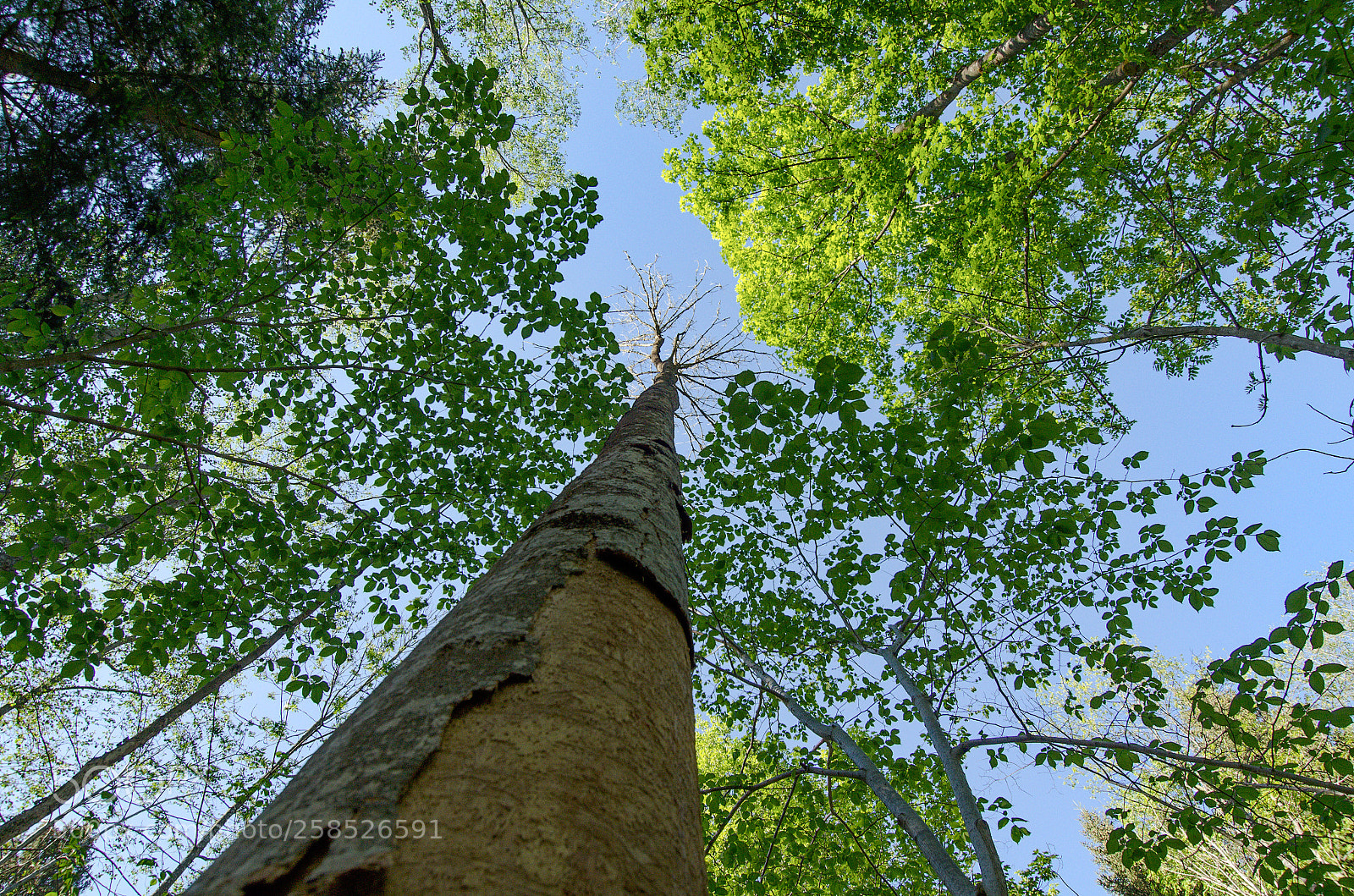 Nikon D5100 sample photo. Treetops photography