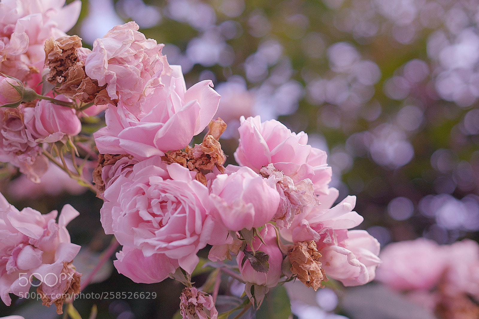 Sony a7 sample photo. Pink photography