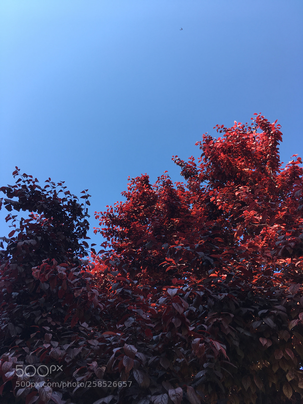 Apple iPhone SE sample photo. Ume photography