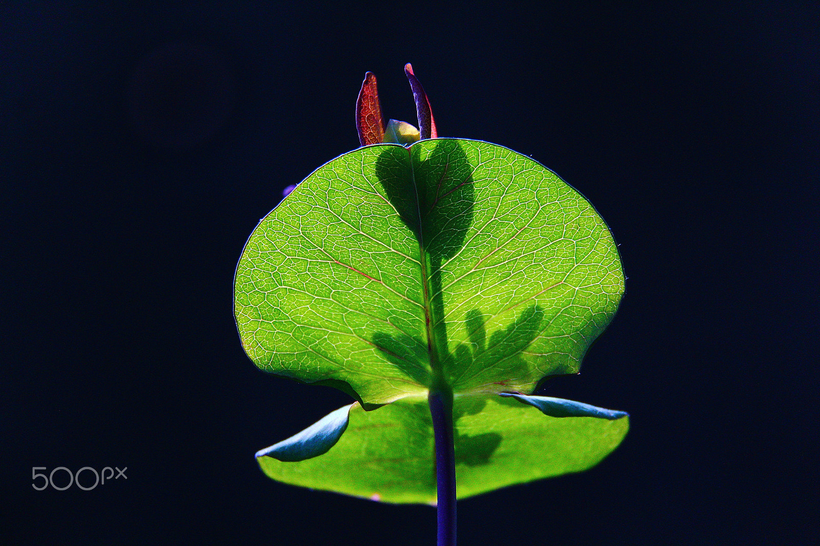 Canon EF-S 18-200mm F3.5-5.6 IS sample photo. Lonicera periclymenum serotina photography