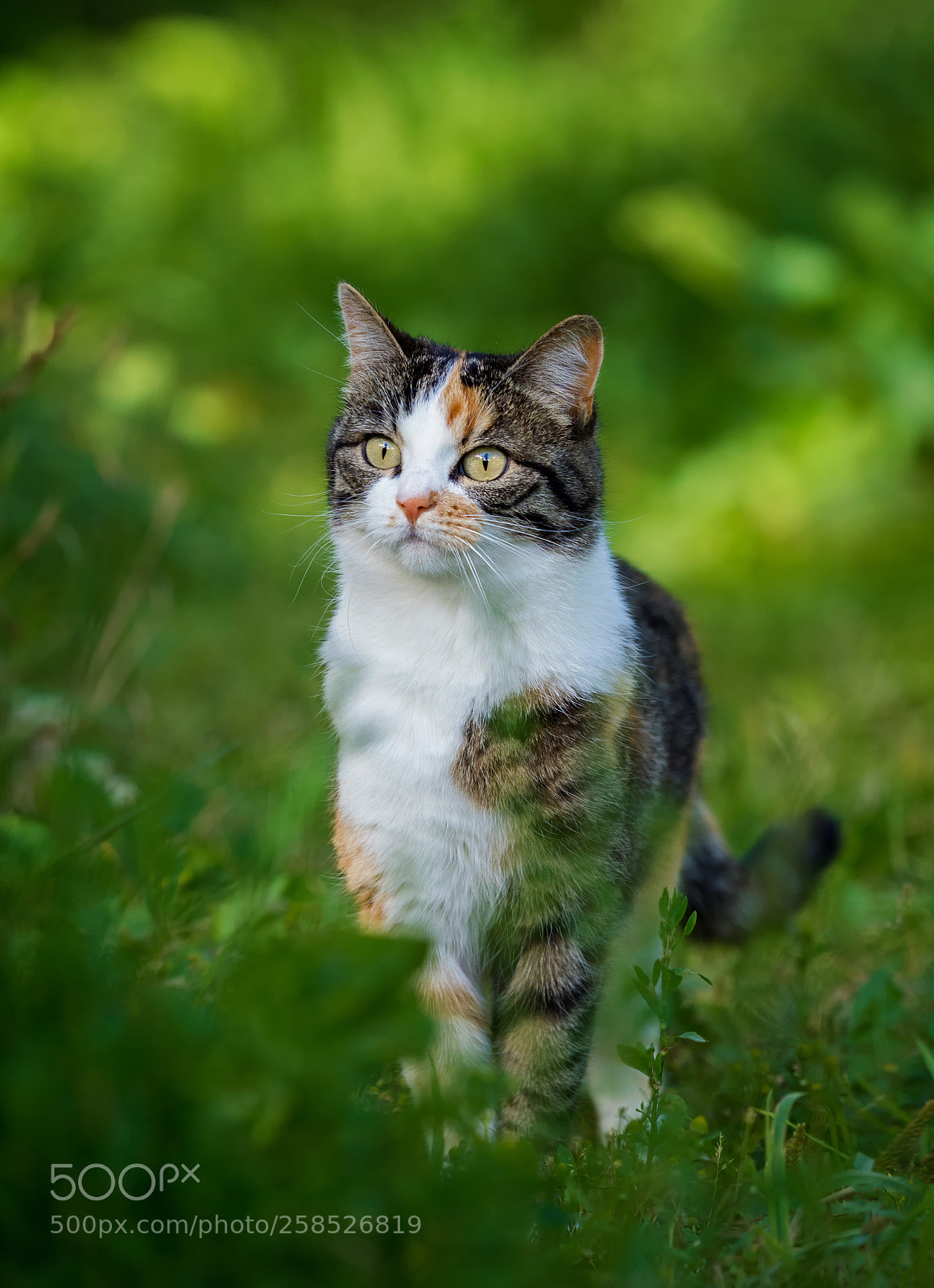 Olympus OM-D E-M1 Mark II sample photo. Beautiful kitty photography