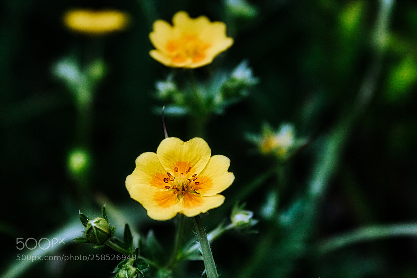 Canon EF-S 18-55mm F3.5-5.6 II sample photo. Pretty little flower photography