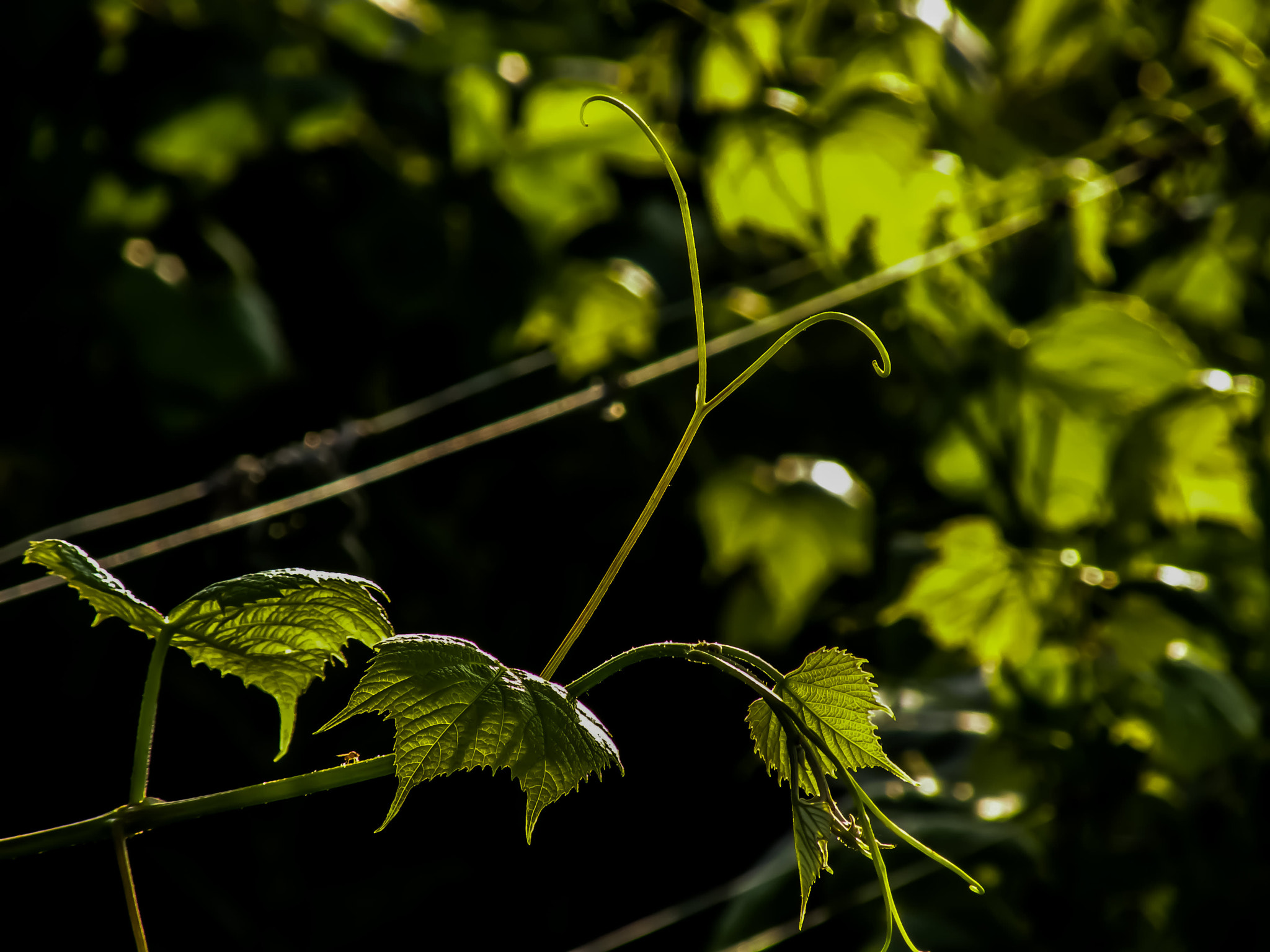 Nikon Coolpix P80 sample photo. Vines photography