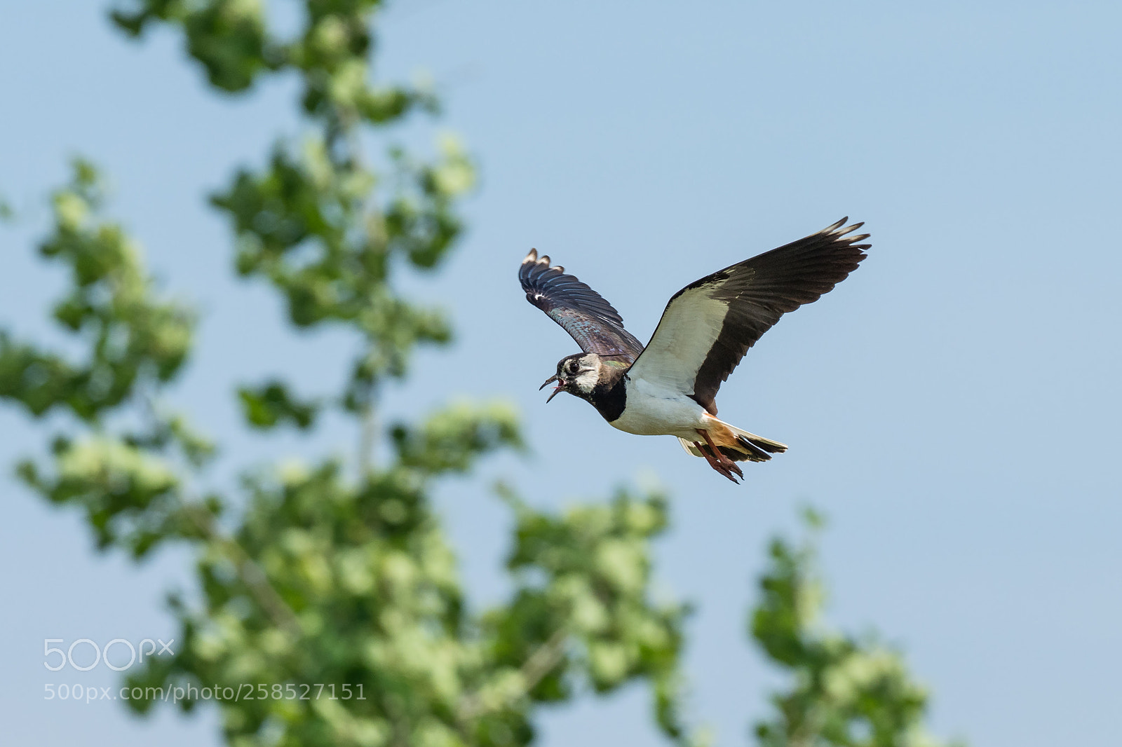 Olympus OM-D E-M1 Mark II sample photo. Northern lapwing photography