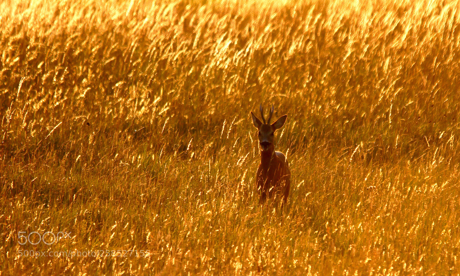 Canon EOS 7D sample photo. Roe deer in the photography