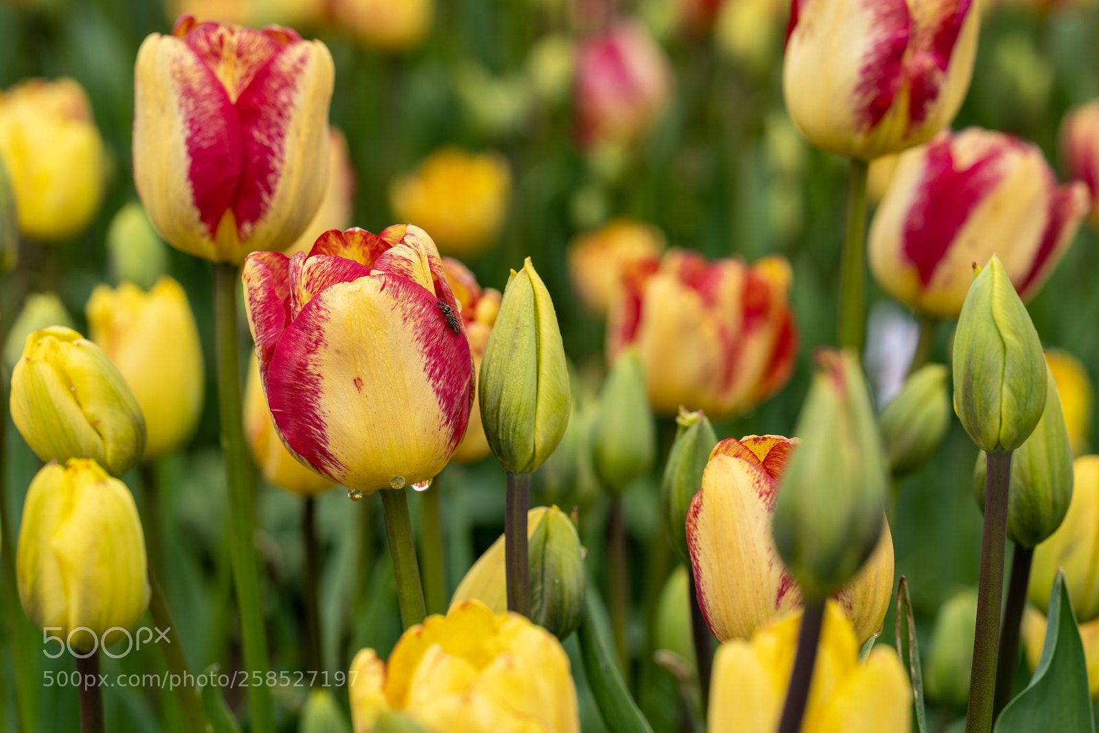 Sony a7R III sample photo. Tulips photography