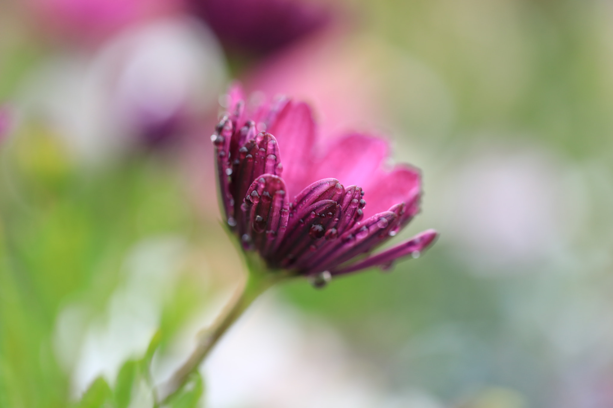 Canon EF 100mm F2.8L Macro IS USM sample photo. Dimorphotheca photography