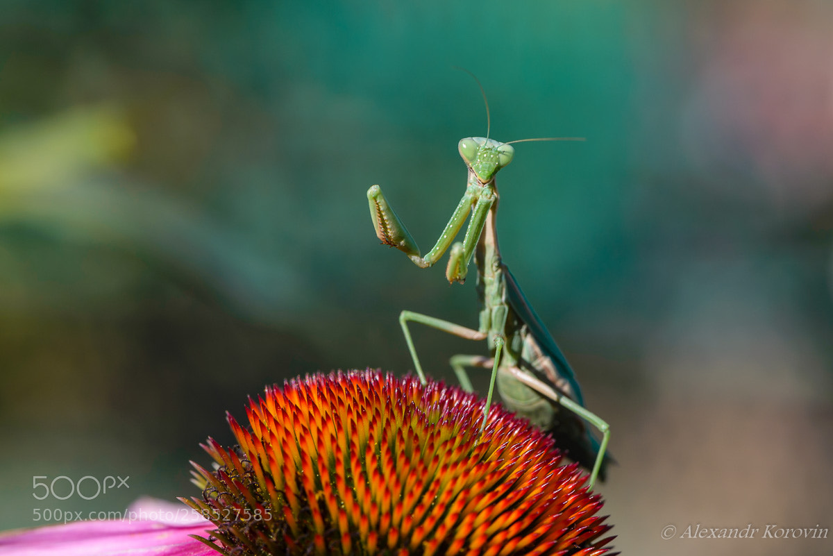 Nikon D610 sample photo. ... photography