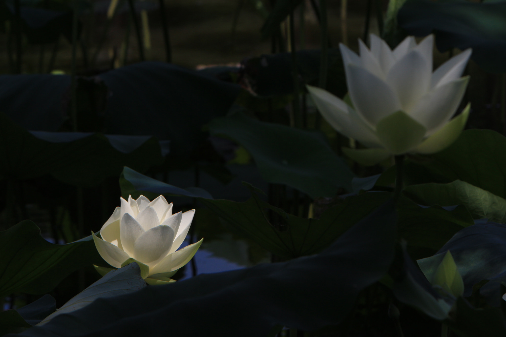 Canon EF 70-200mm F2.8L IS USM sample photo. White lotus photography