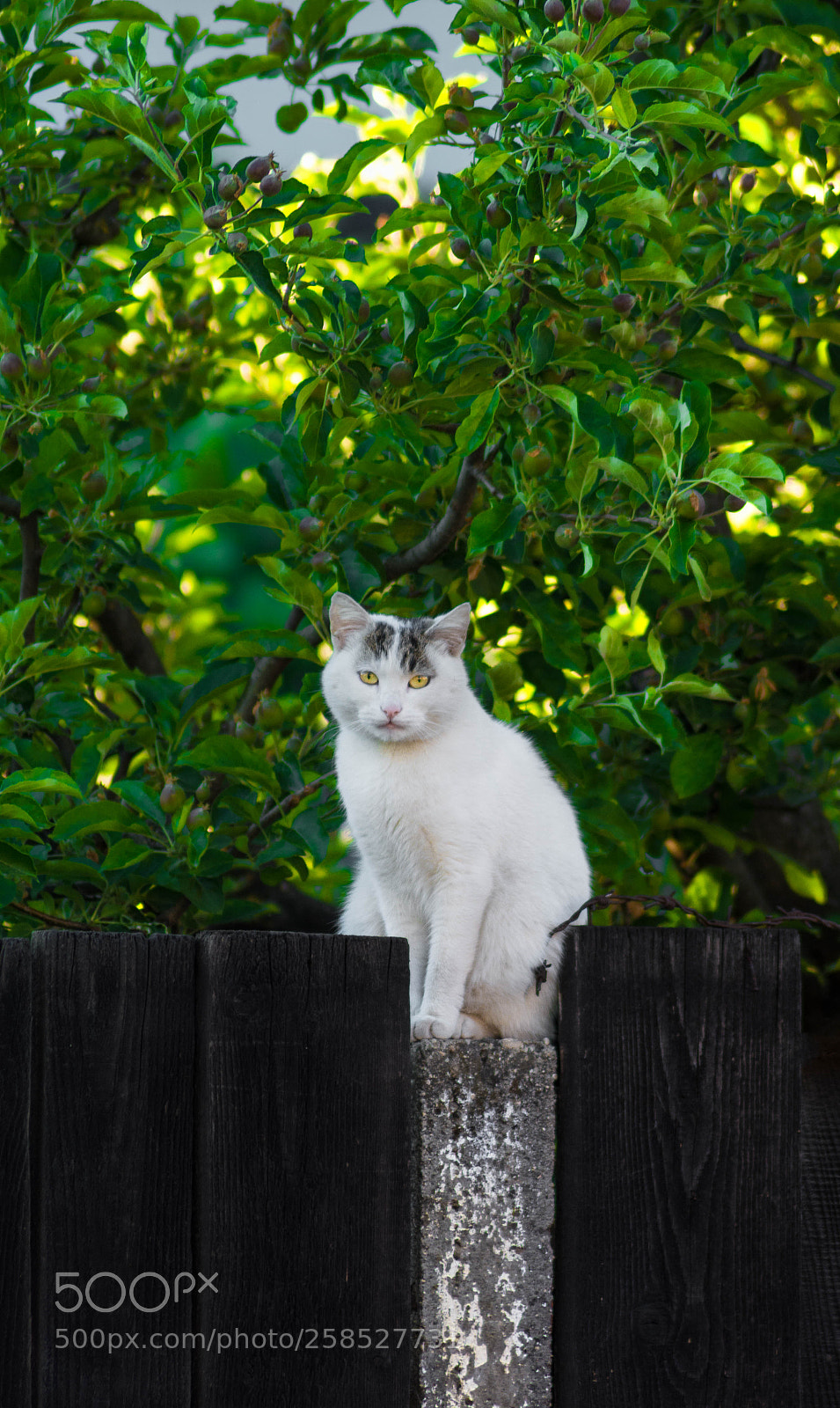 Nikon D5200 sample photo. Miau photography