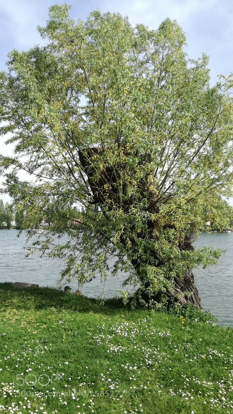 HUAWEI P9 LITE sample photo. Bord de seine photography