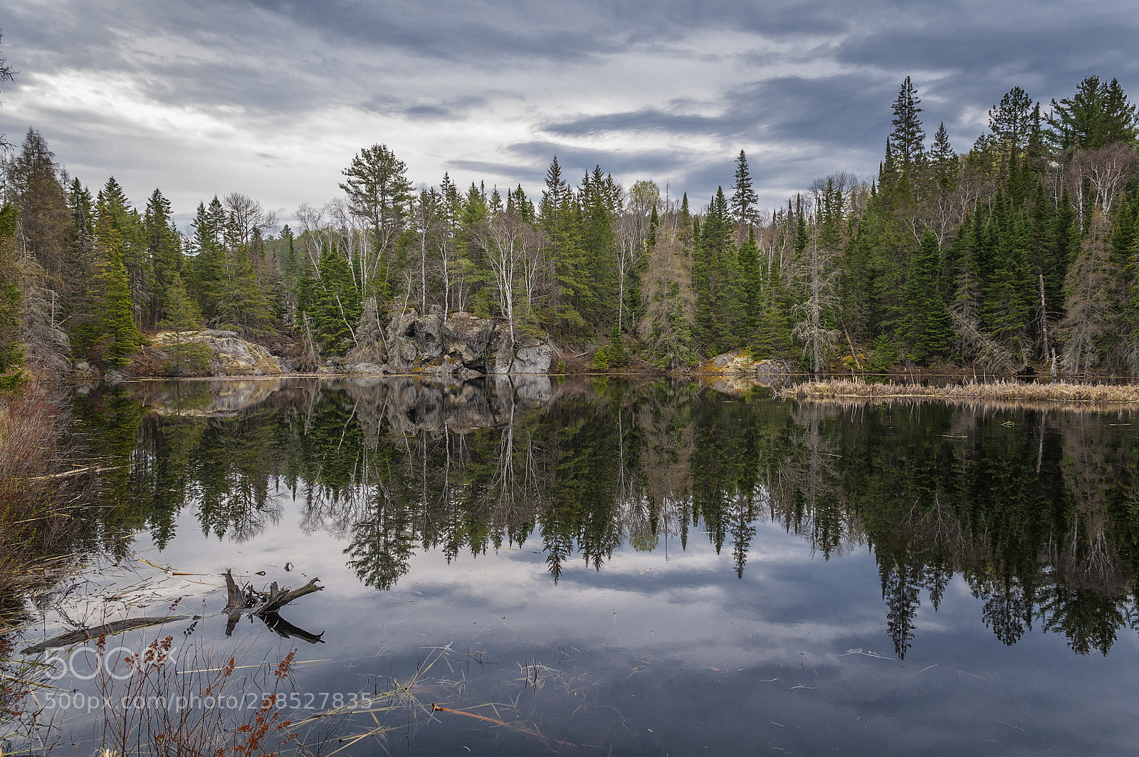 Nikon D5000 sample photo. Algonquin provincial park wetlands photography