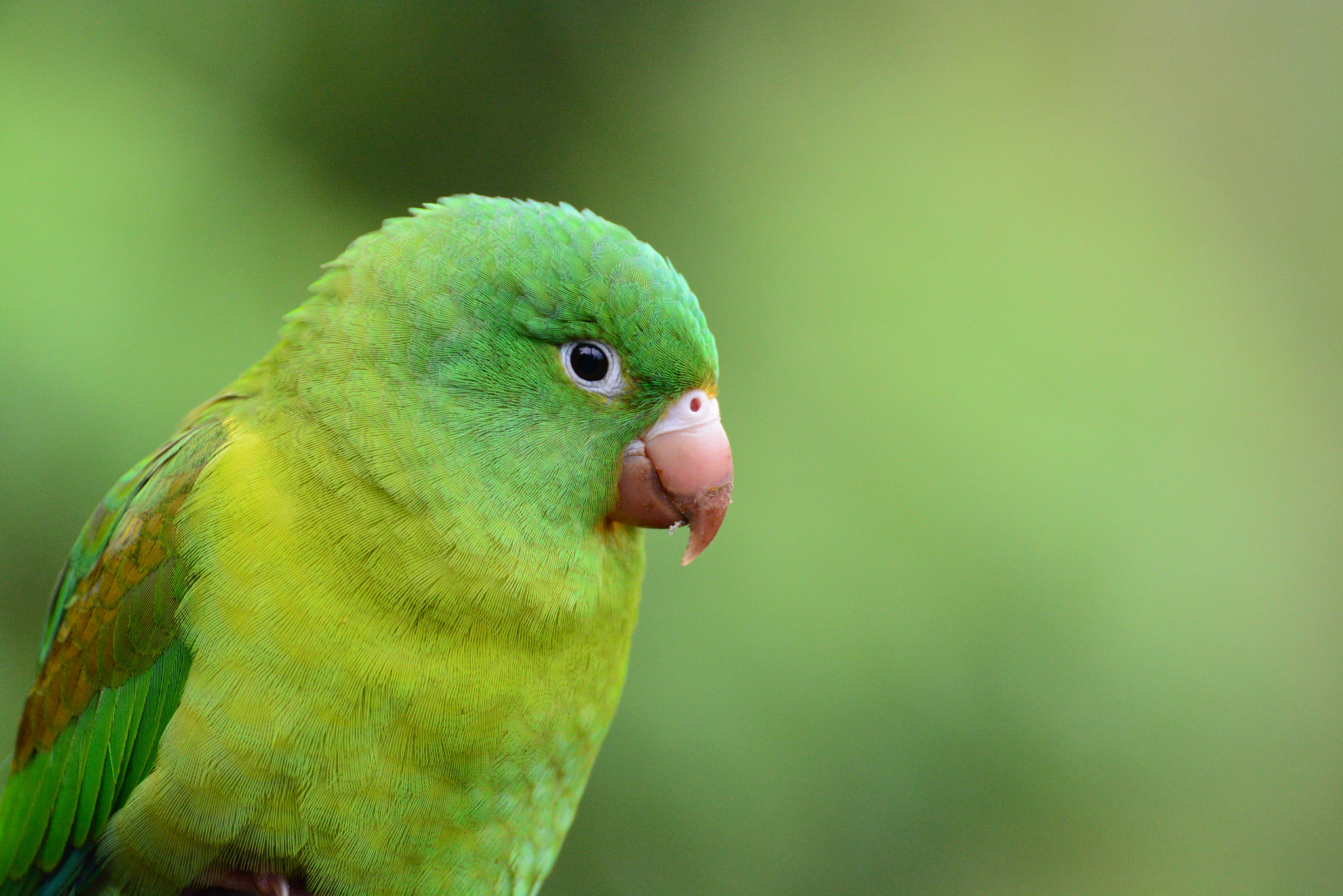 Tamron SP 70-300mm F4-5.6 Di VC USD sample photo. Small green parrot ? photography