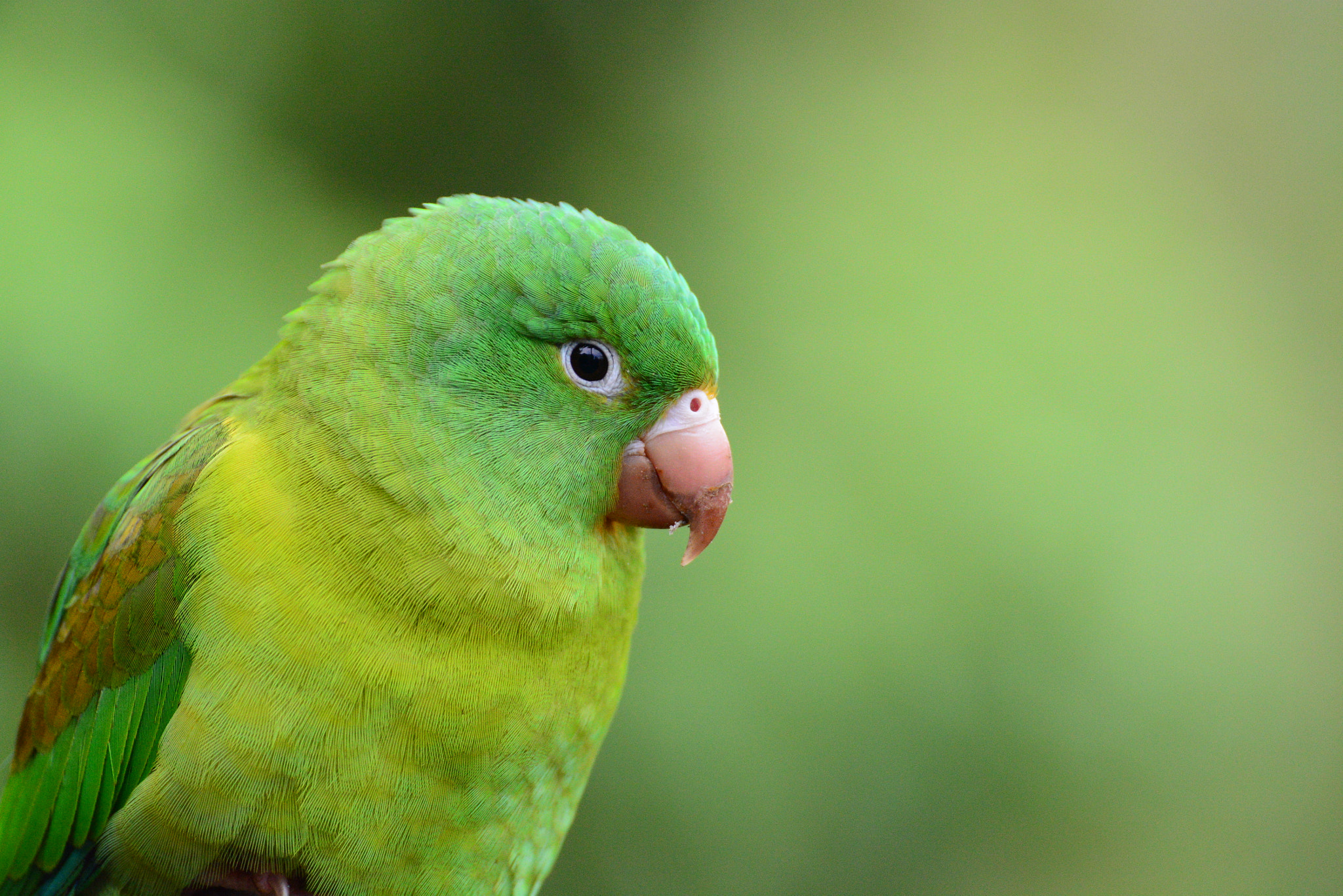 Nikon D5200 sample photo. Small green parrot ? photography