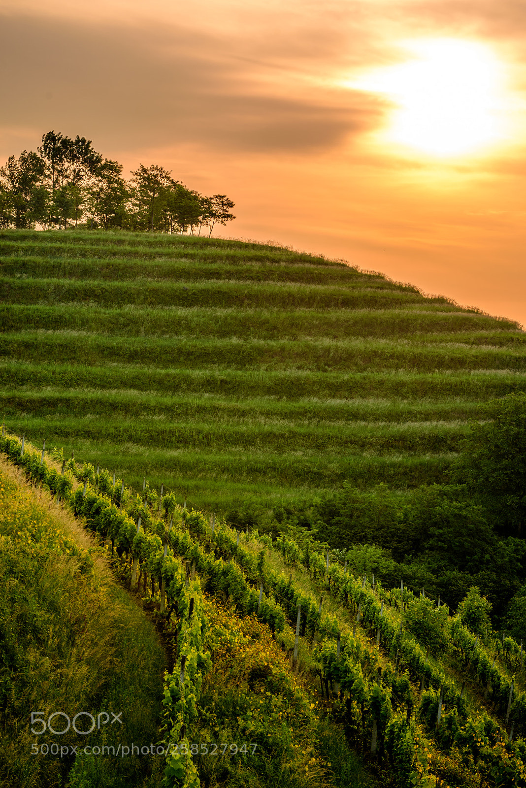 Nikon D750 sample photo. Sunrisein the vineyard photography
