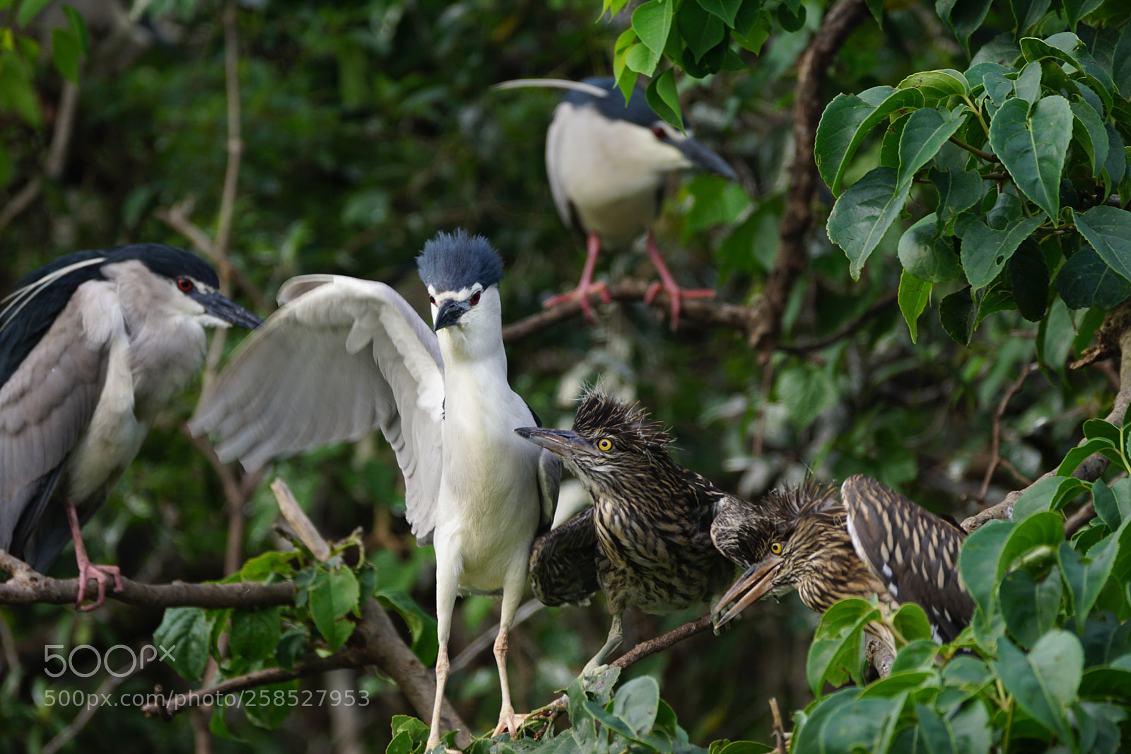 Sony ILCA-77M2 sample photo. Family outing photography