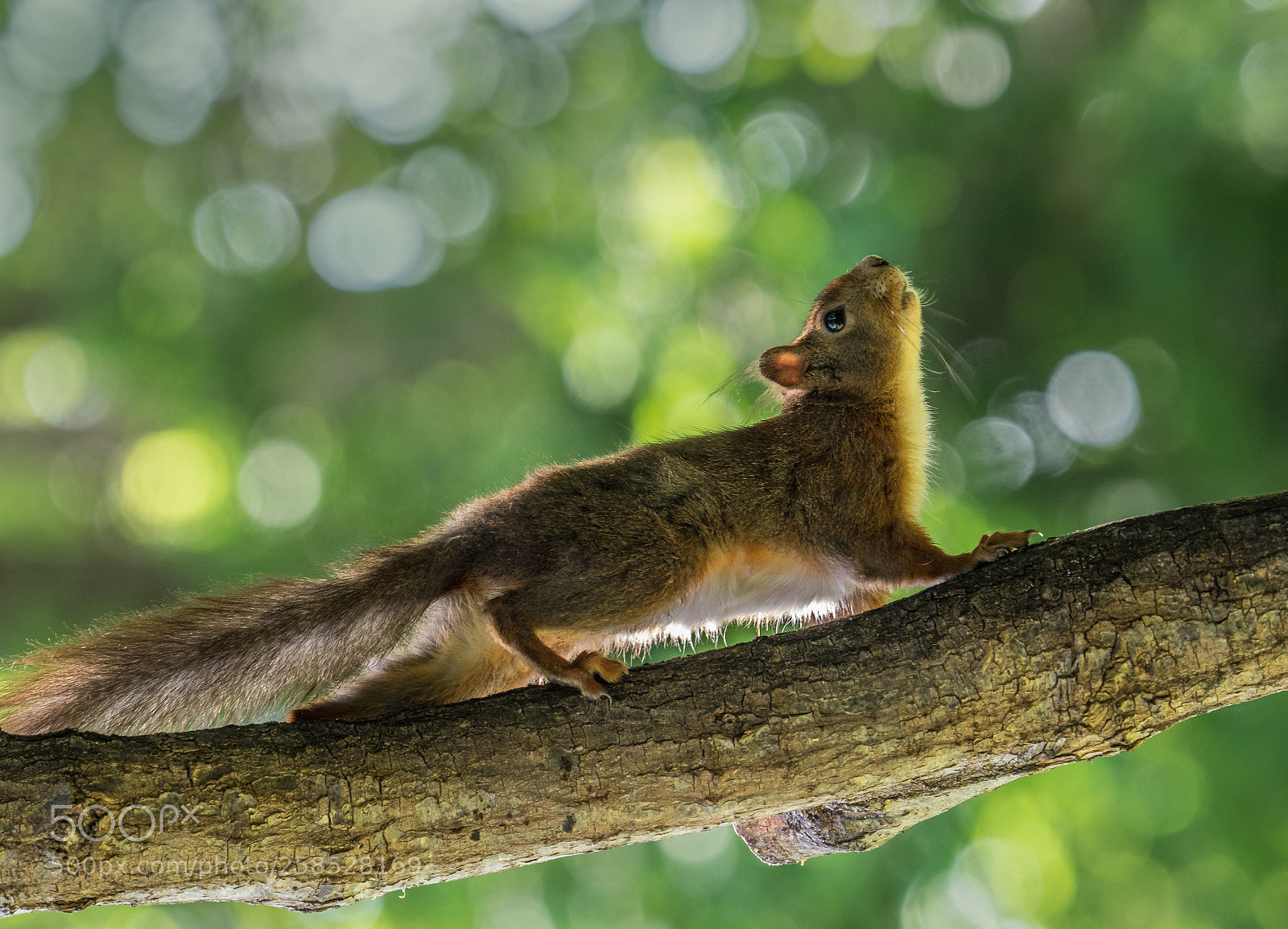 Olympus OM-D E-M1 sample photo. Squirrel looking upwards photography