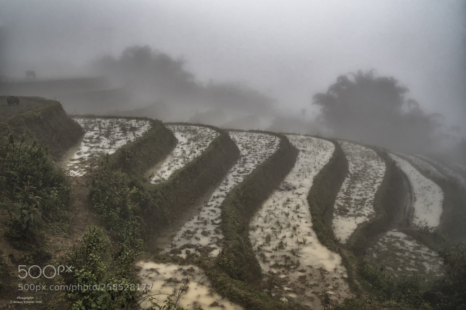 Nikon D500 sample photo. Rice fields and fog photography