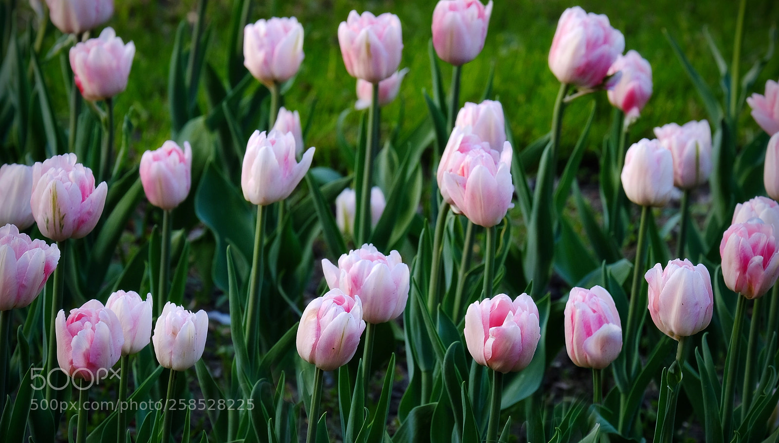 Fujifilm X-T20 sample photo. Pink tulips in the photography