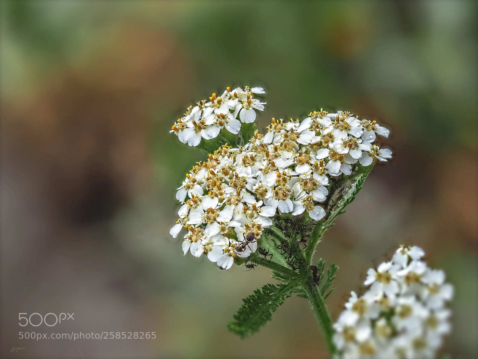 Olympus OM-D E-M1 Mark II sample photo. Yarrow photography