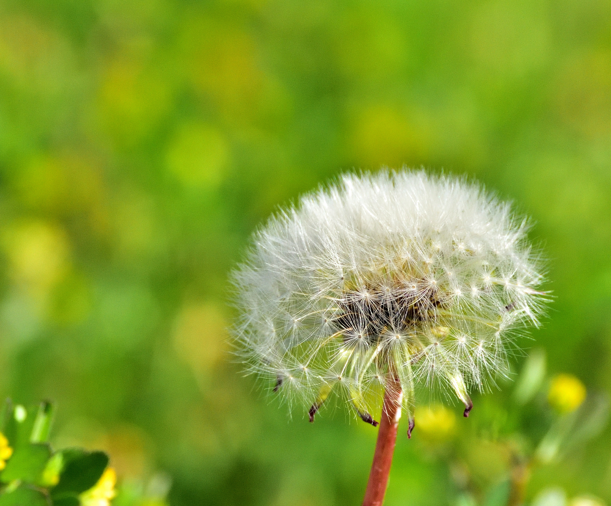 Nikon D750 sample photo. Dandelion photography