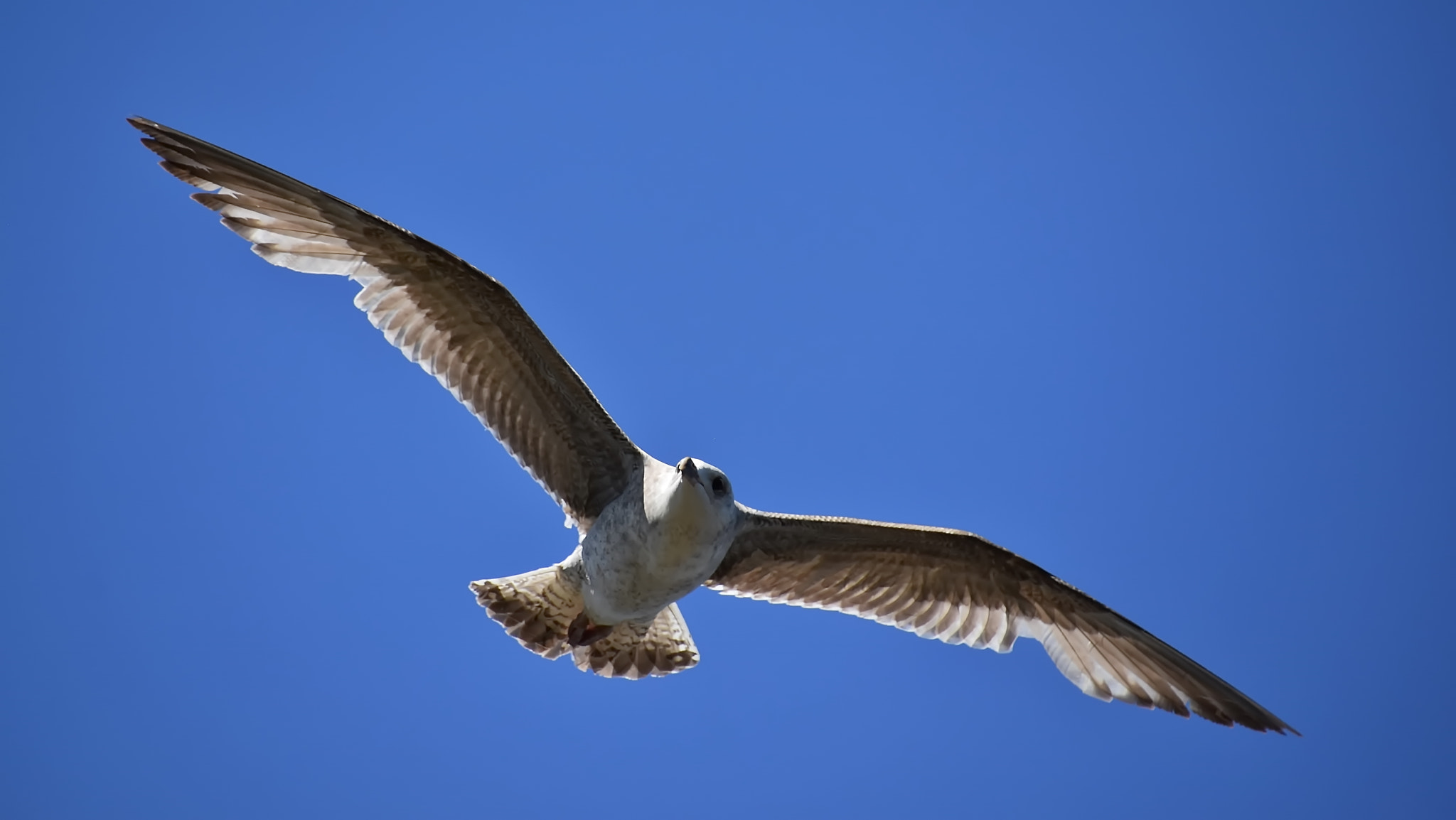 Nikon D7200 sample photo. Superb flyer... photography