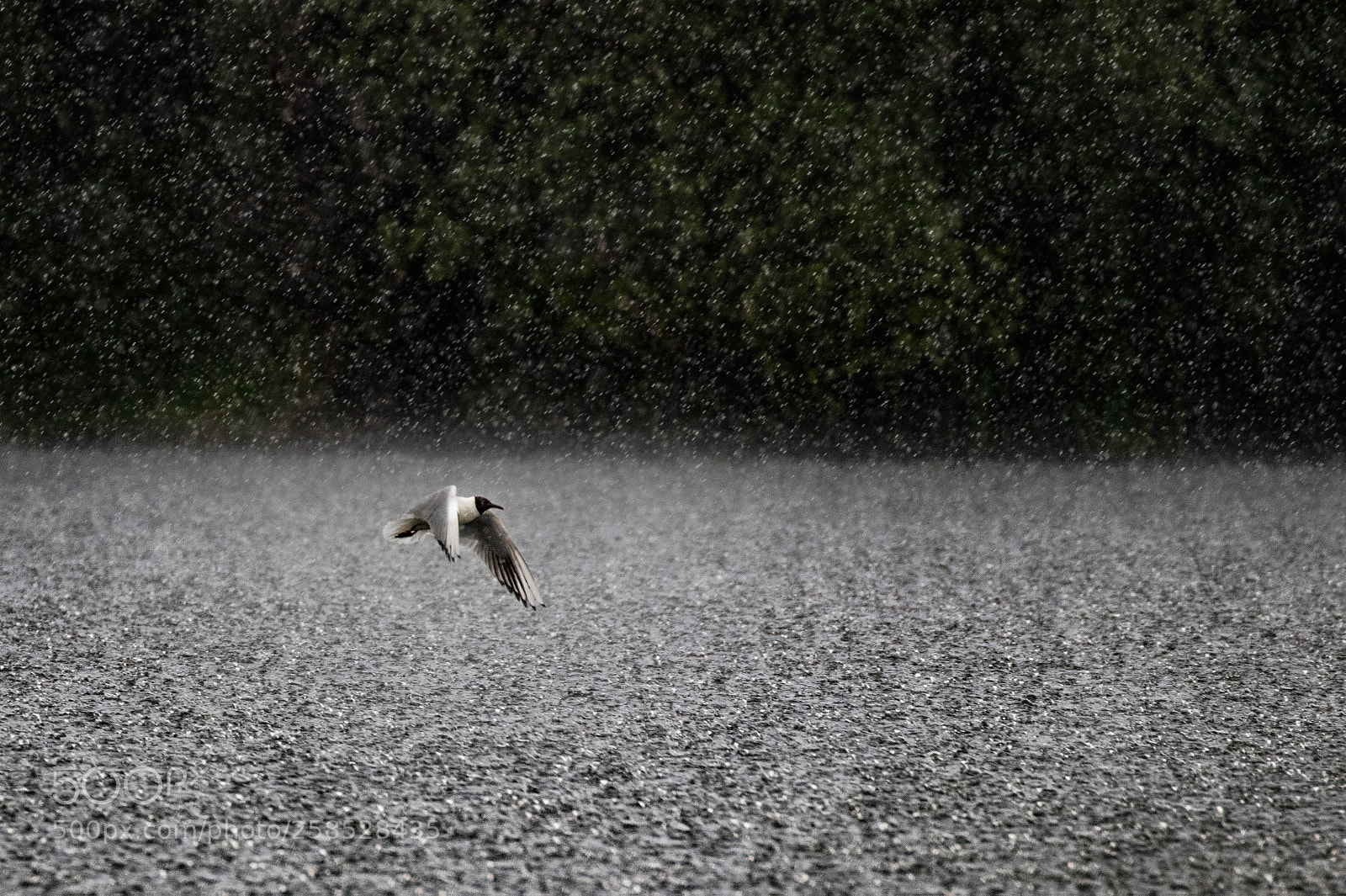 Canon EOS 80D sample photo. Heavy rain.. photography