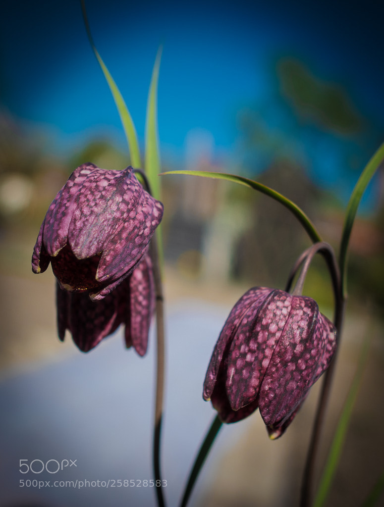 Nikon D5500 sample photo. 018_0156.jpg photography