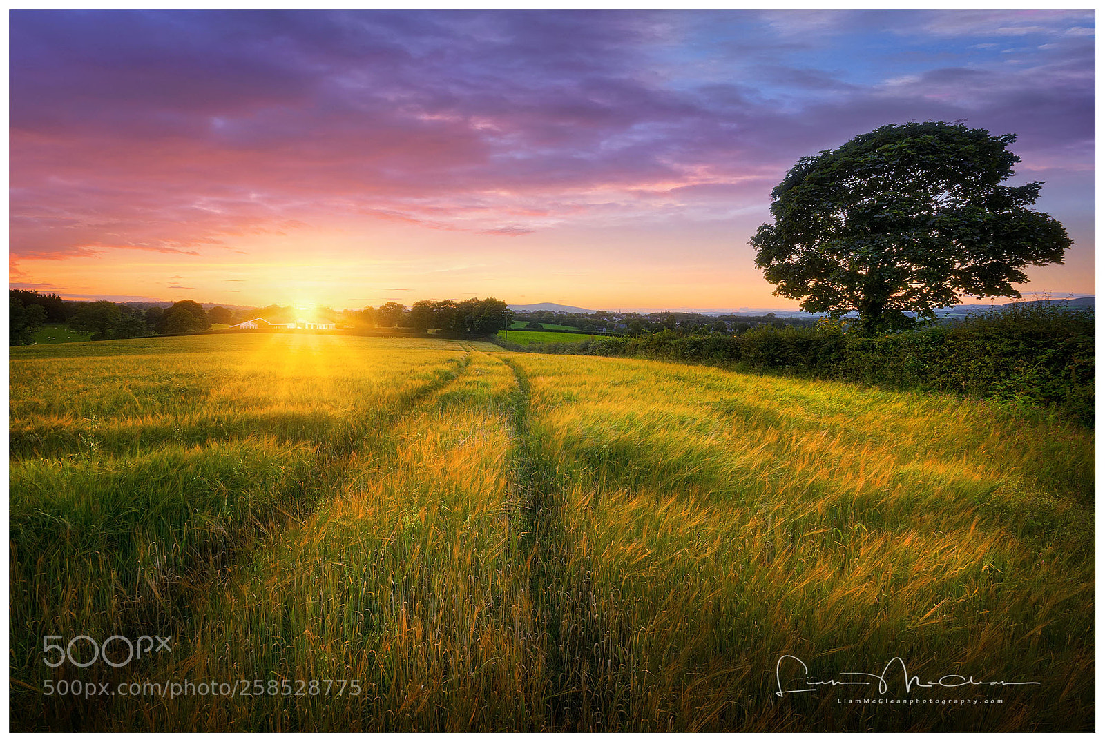 Nikon D7000 sample photo. Fields of gold photography