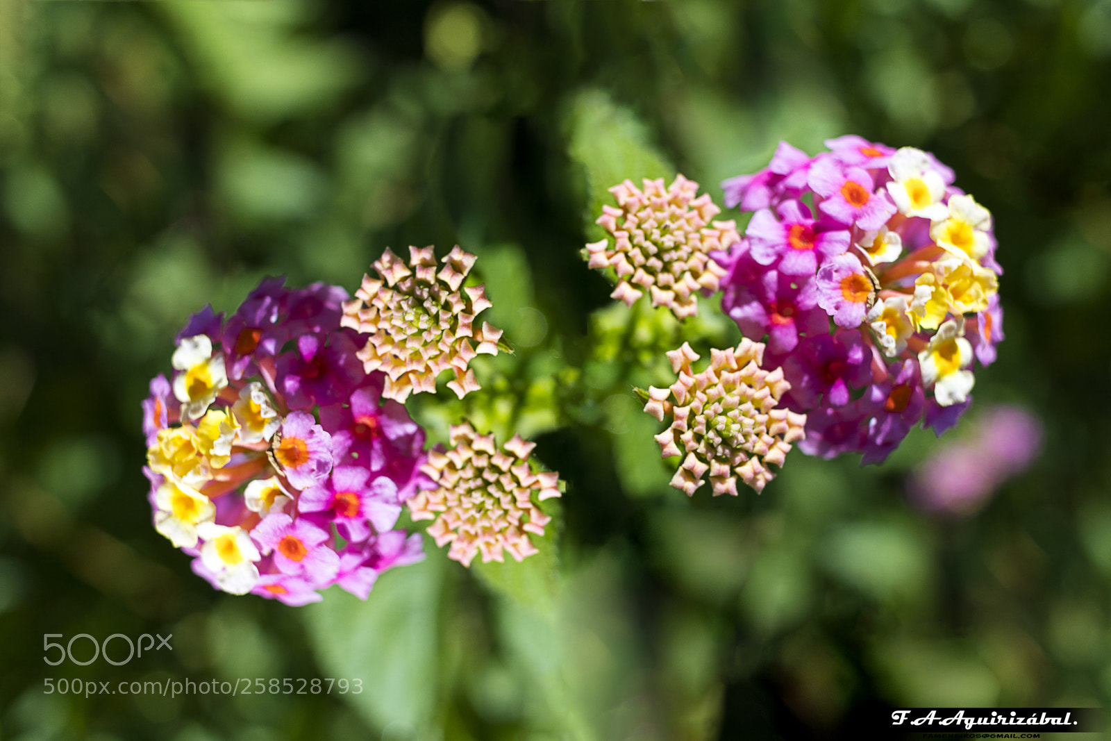 Canon EOS 77D (EOS 9000D / EOS 770D) sample photo. Firmadosimetria photography
