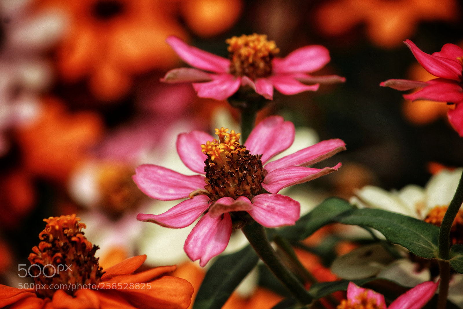 Canon EOS 1200D (EOS Rebel T5 / EOS Kiss X70 / EOS Hi) sample photo. Xenia twinning in bokeh photography