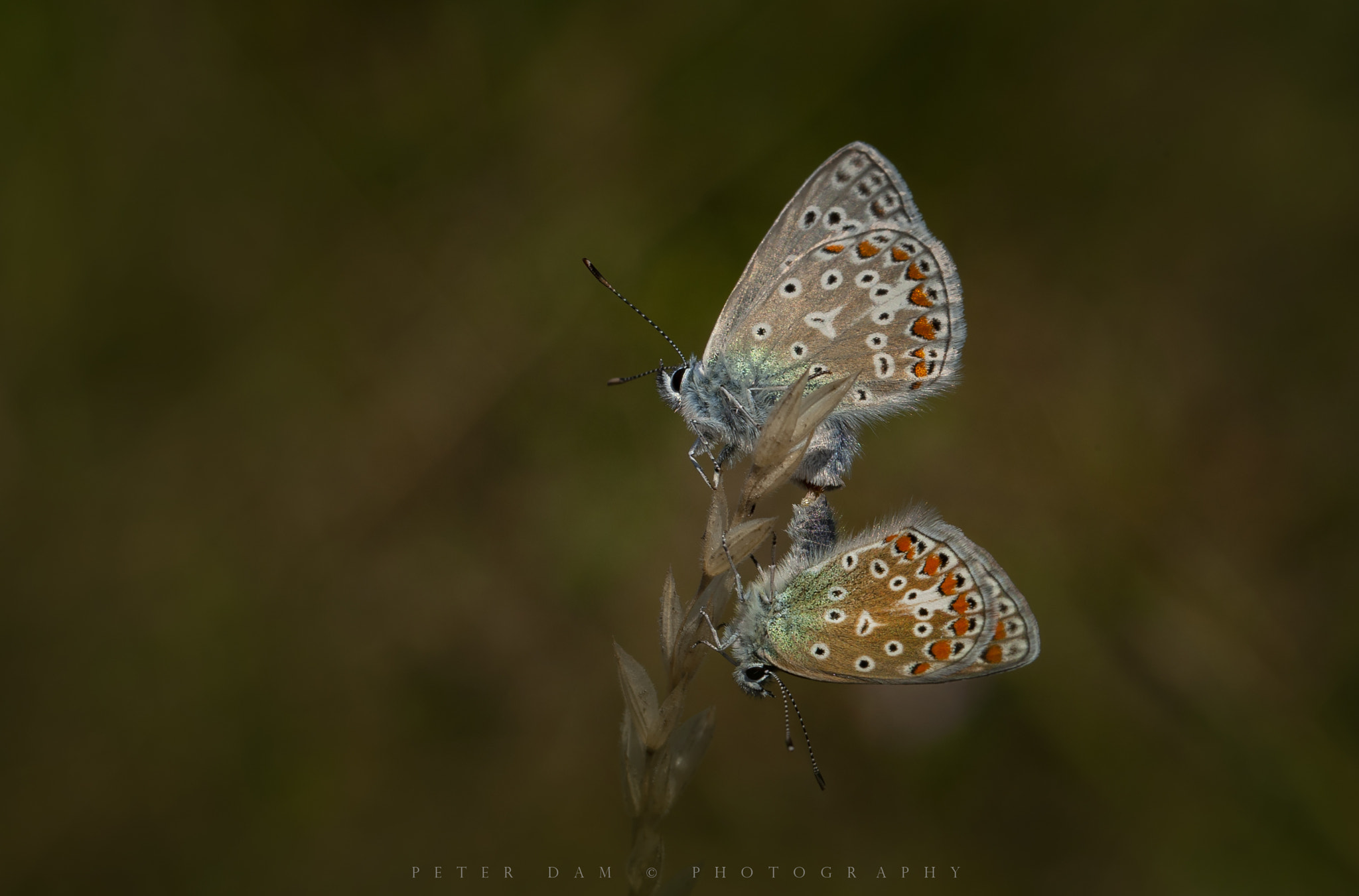 Canon EOS-1D Mark III sample photo. Common blue photography