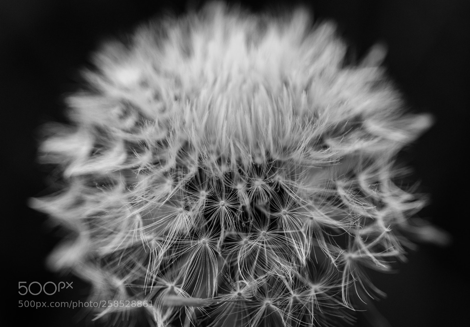 Nikon D7200 sample photo. Dandelion photography