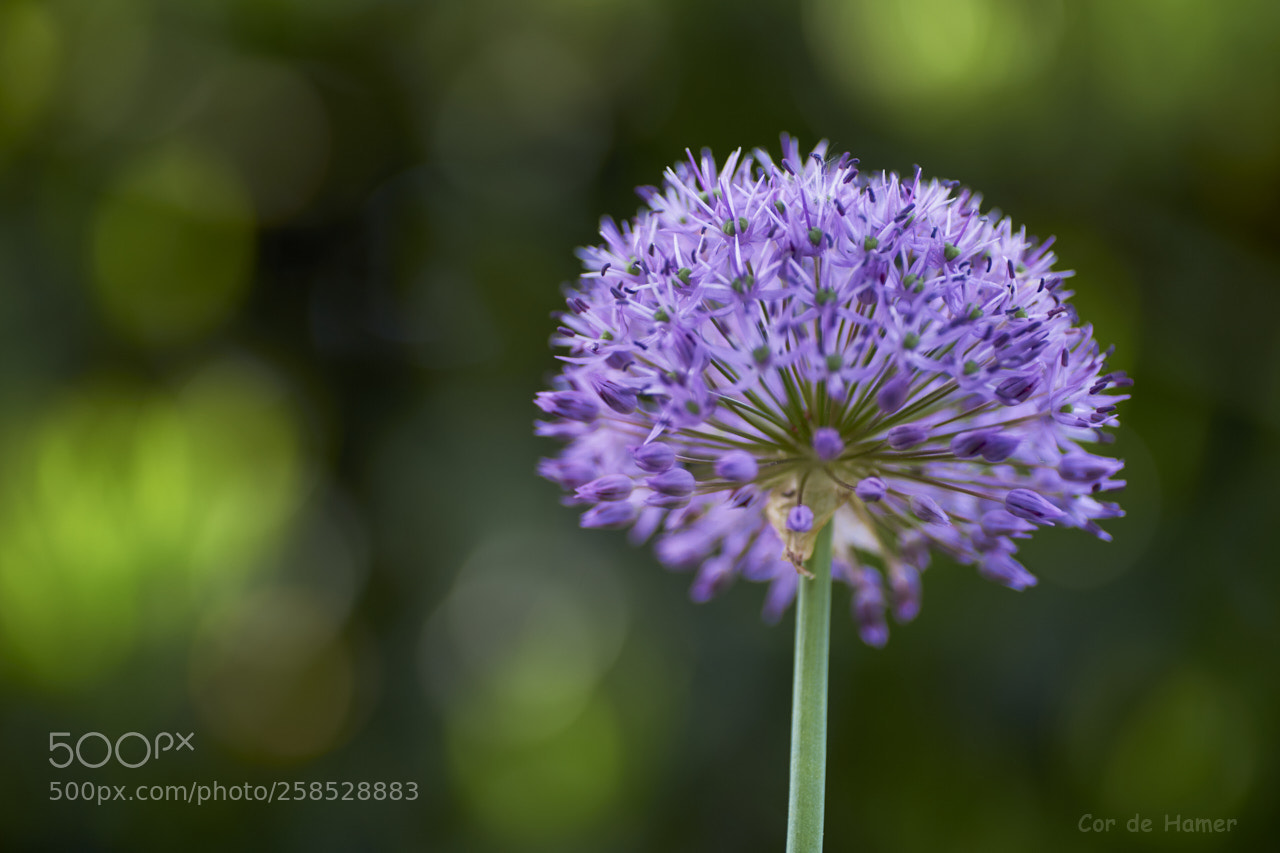 Sony SLT-A99V sample photo. Allium photography
