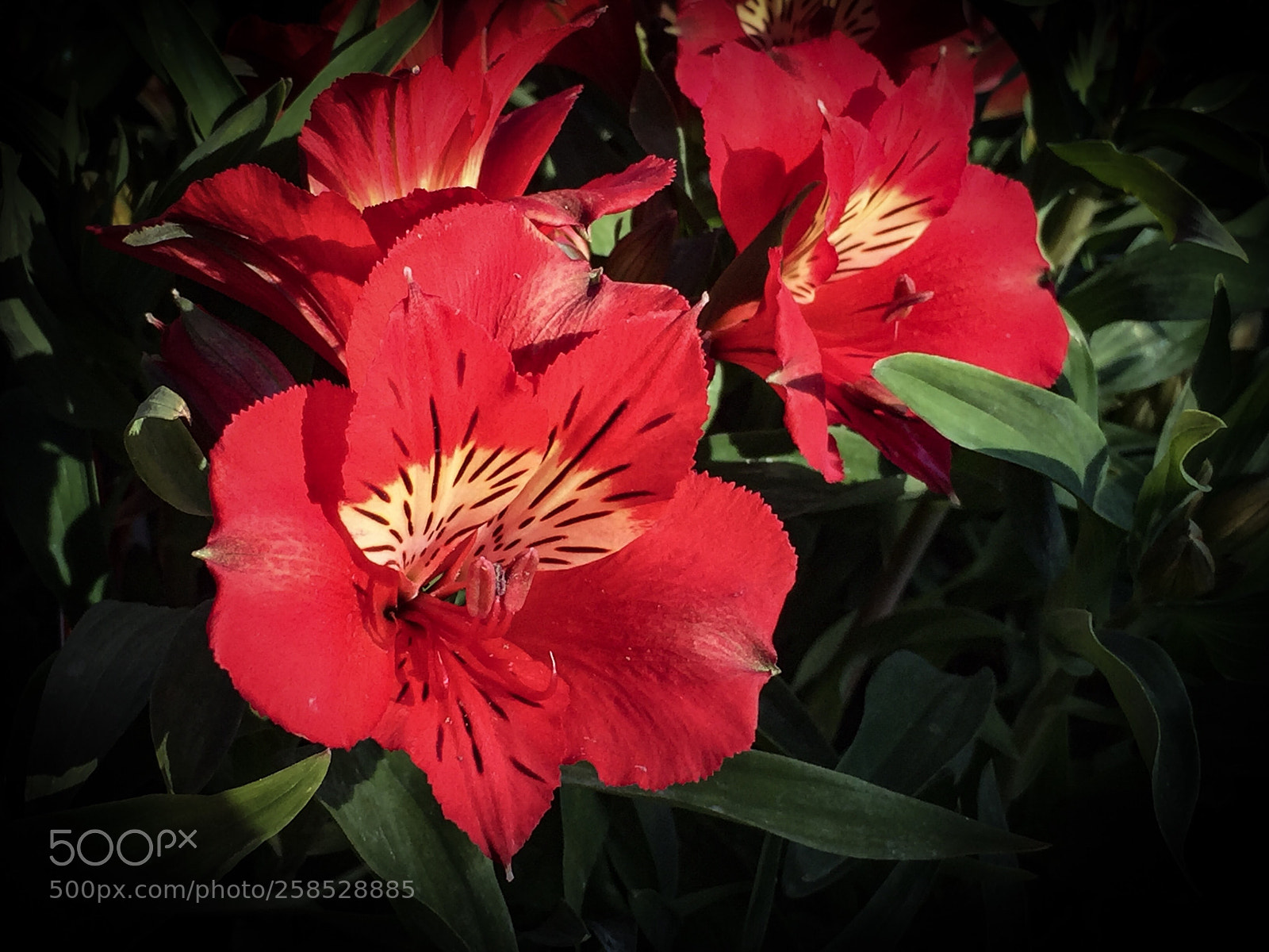 Apple iPhone 6 Plus sample photo. Red tiger lilies photography