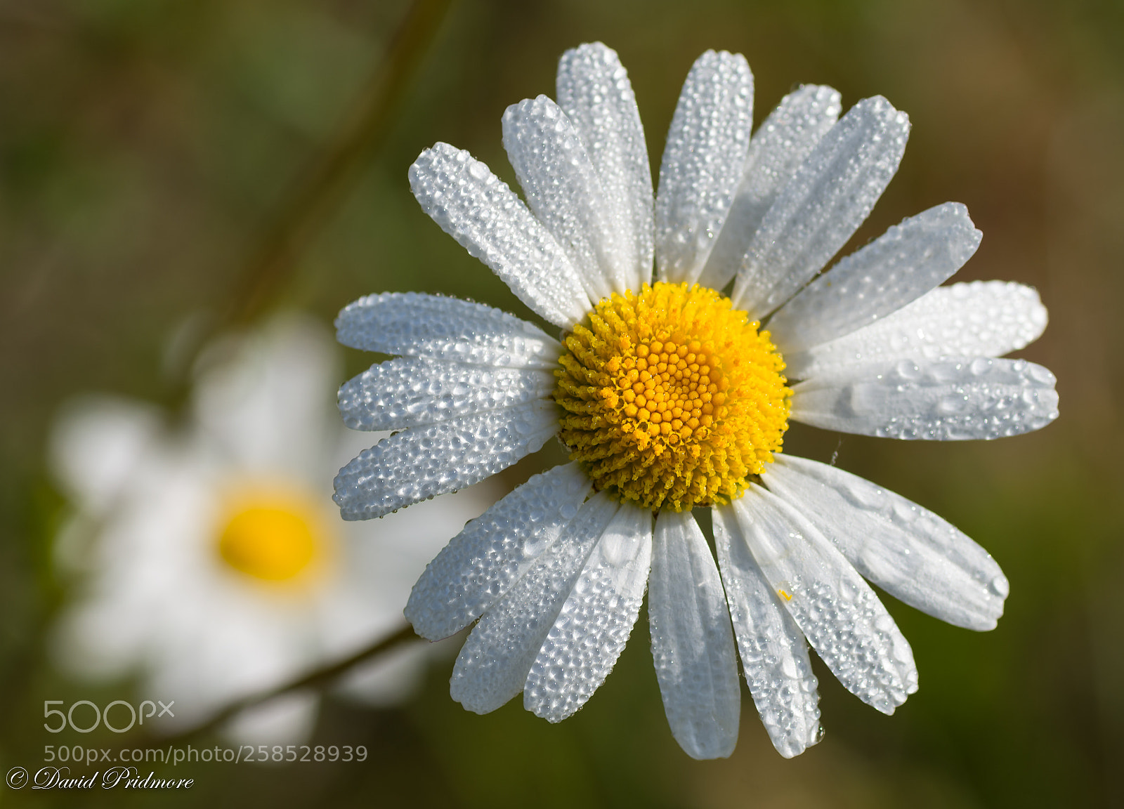 Nikon D7200 sample photo. Dew drops photography