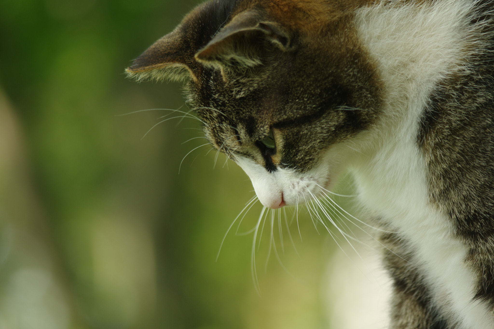 A Series Lens sample photo. Cat photography