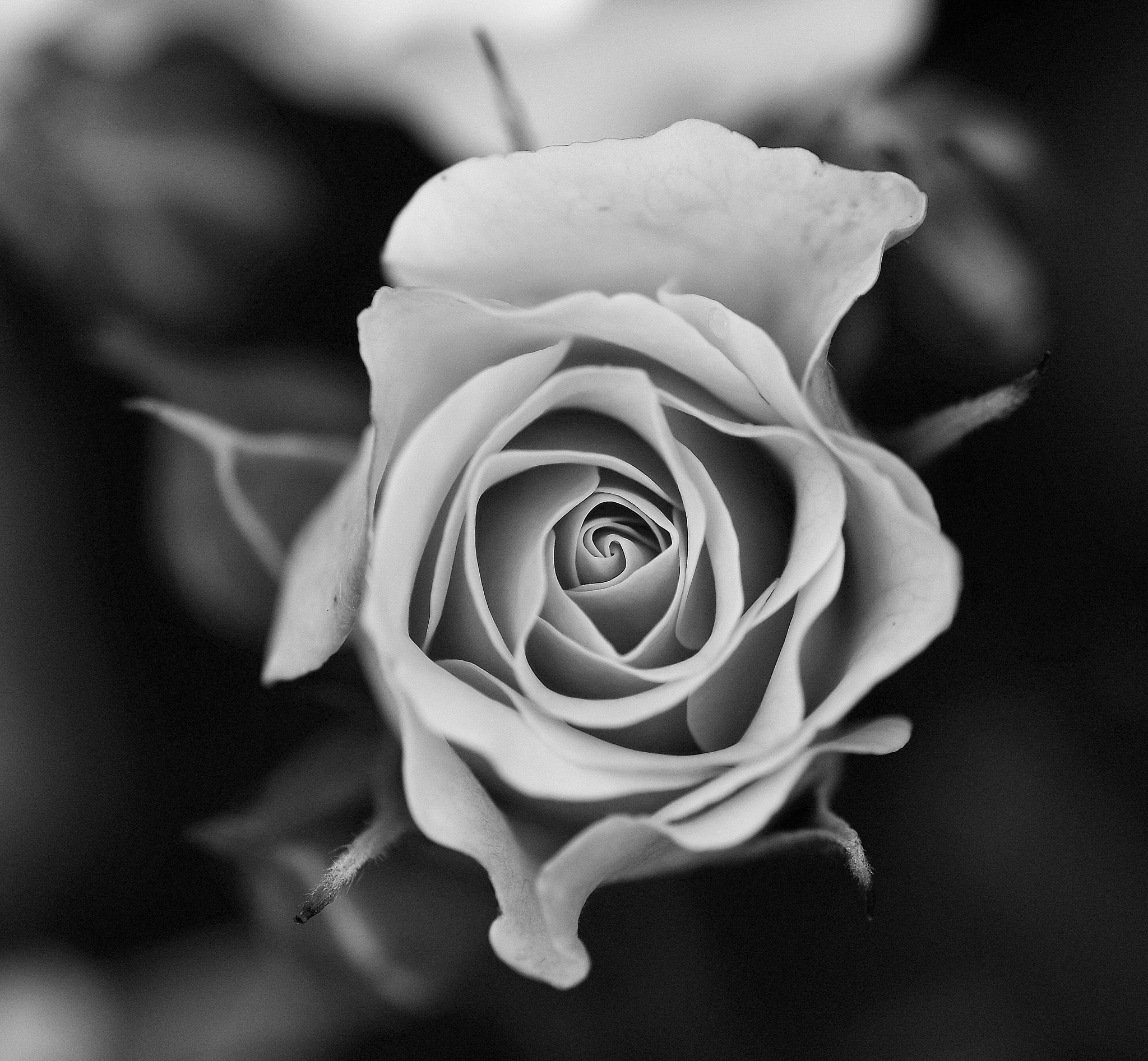 Nikon D7200 sample photo. Rosa in blackandwhite photography