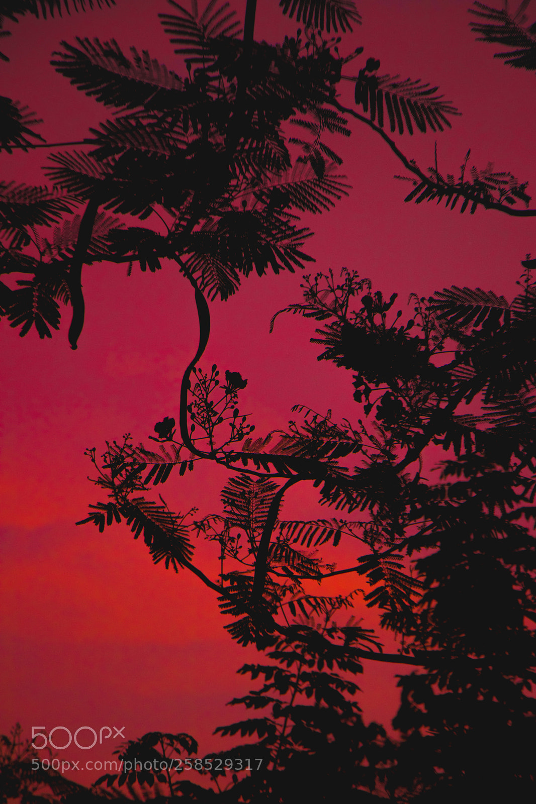 Canon EOS 80D sample photo. Mystical twilight in an photography