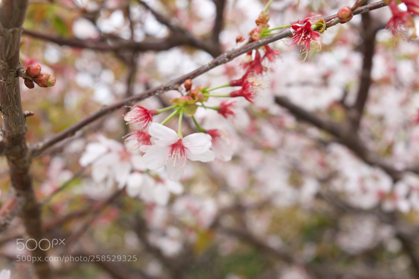Nikon D5500 sample photo. 桜 photography