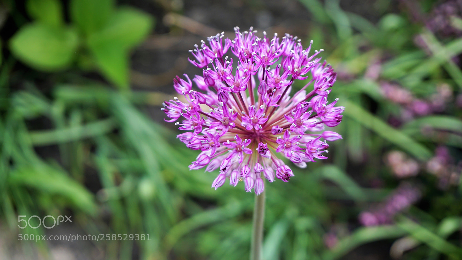 Sony a6000 sample photo. Pink flower. photography