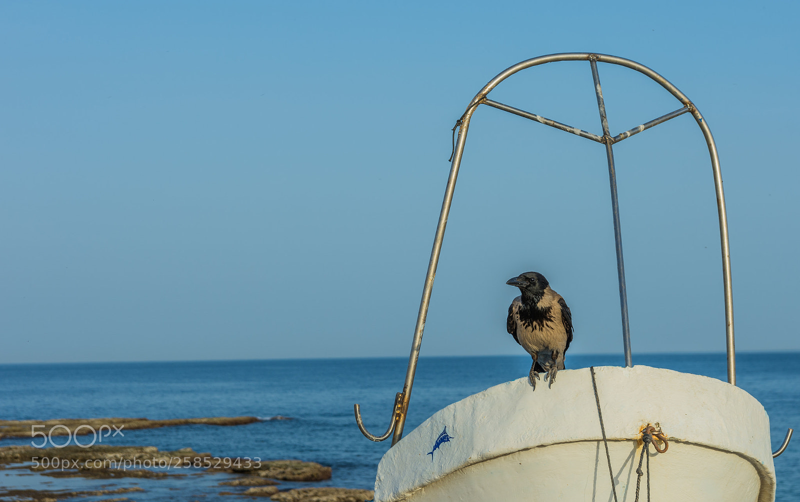 Nikon D7200 sample photo. Bird on boat photography