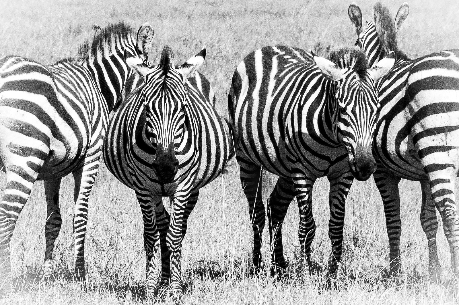 Nikon D5300 sample photo. Zebra photography