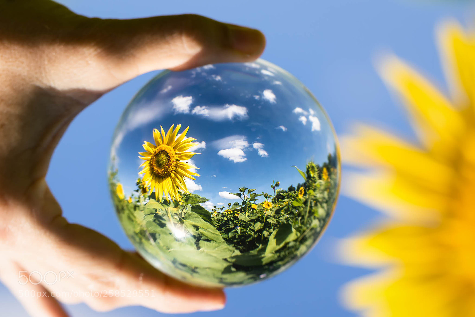 Canon EOS 7D Mark II sample photo. Globe of sunflowers photography