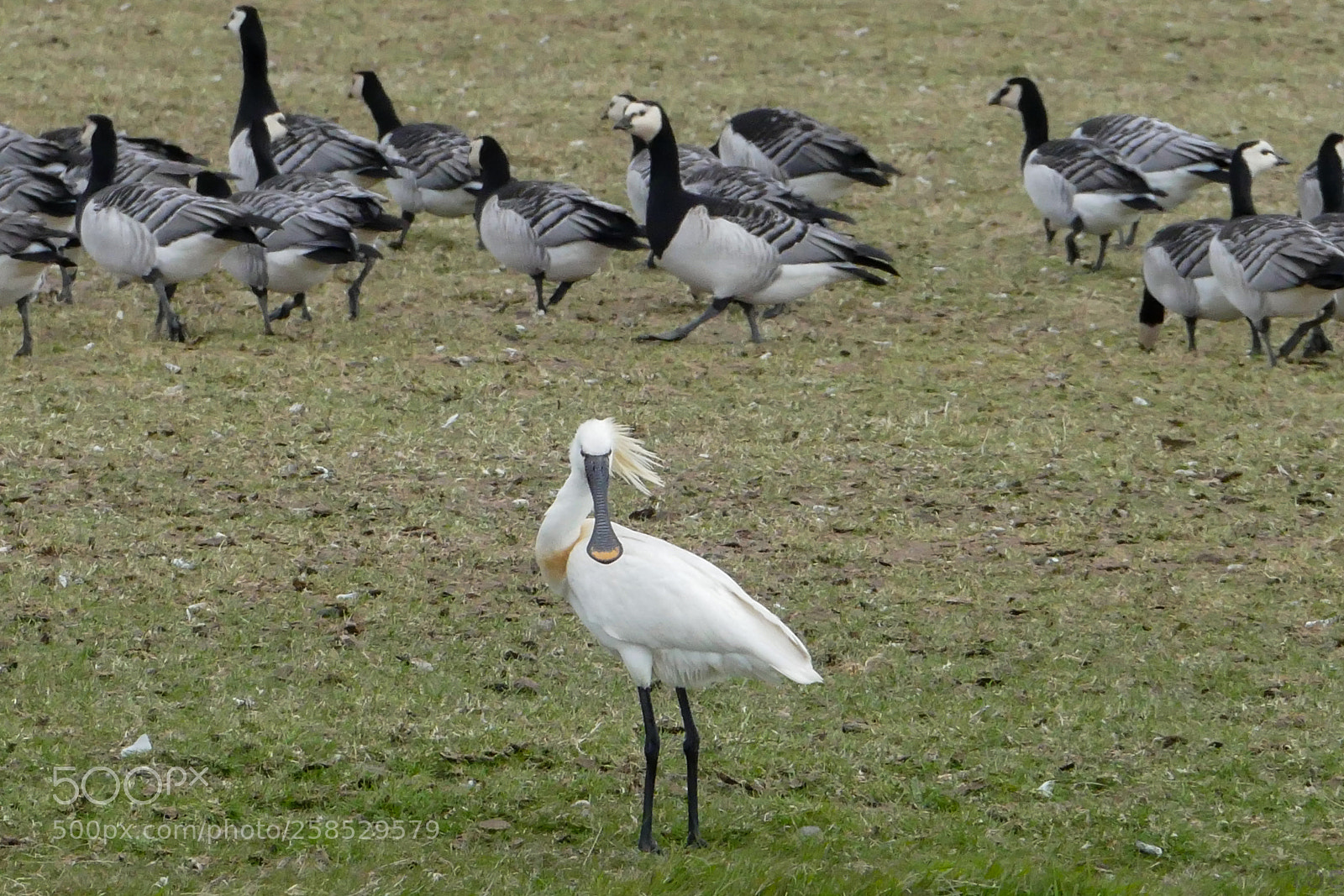 Panasonic Lumix DMC-FZ1000 sample photo. Birds photography