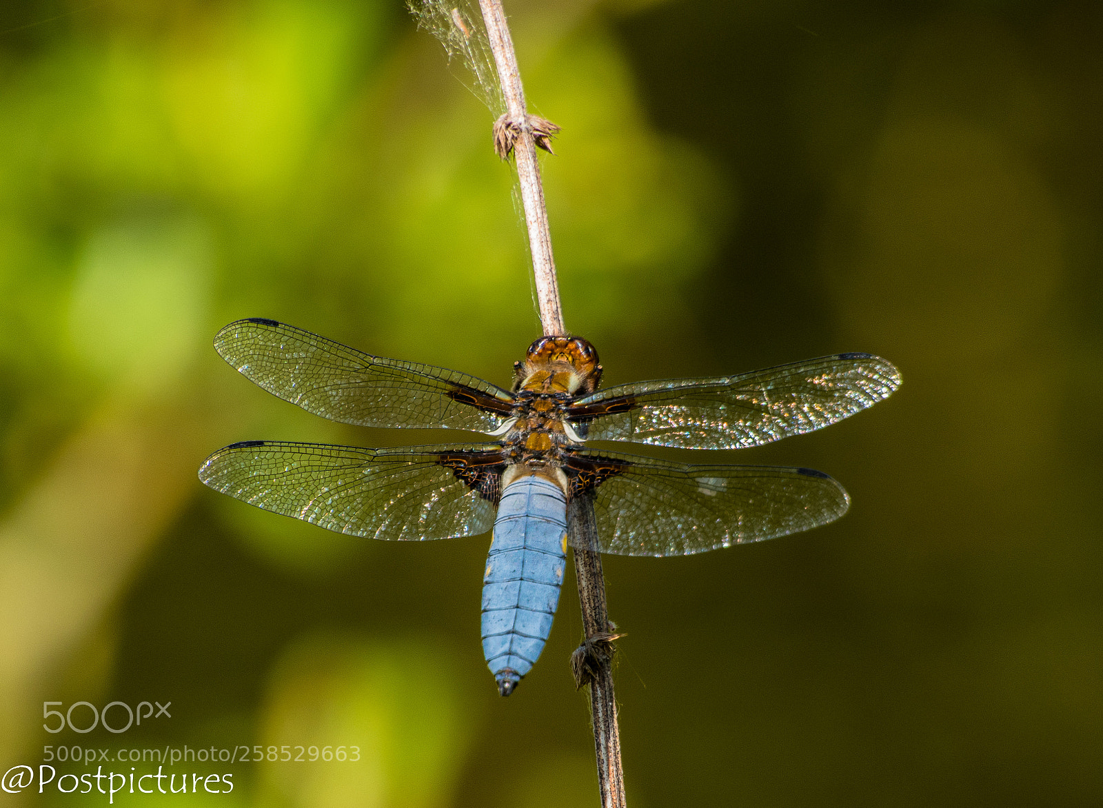 Nikon D5500 sample photo. Platbuik libel (libellula depressa) photography
