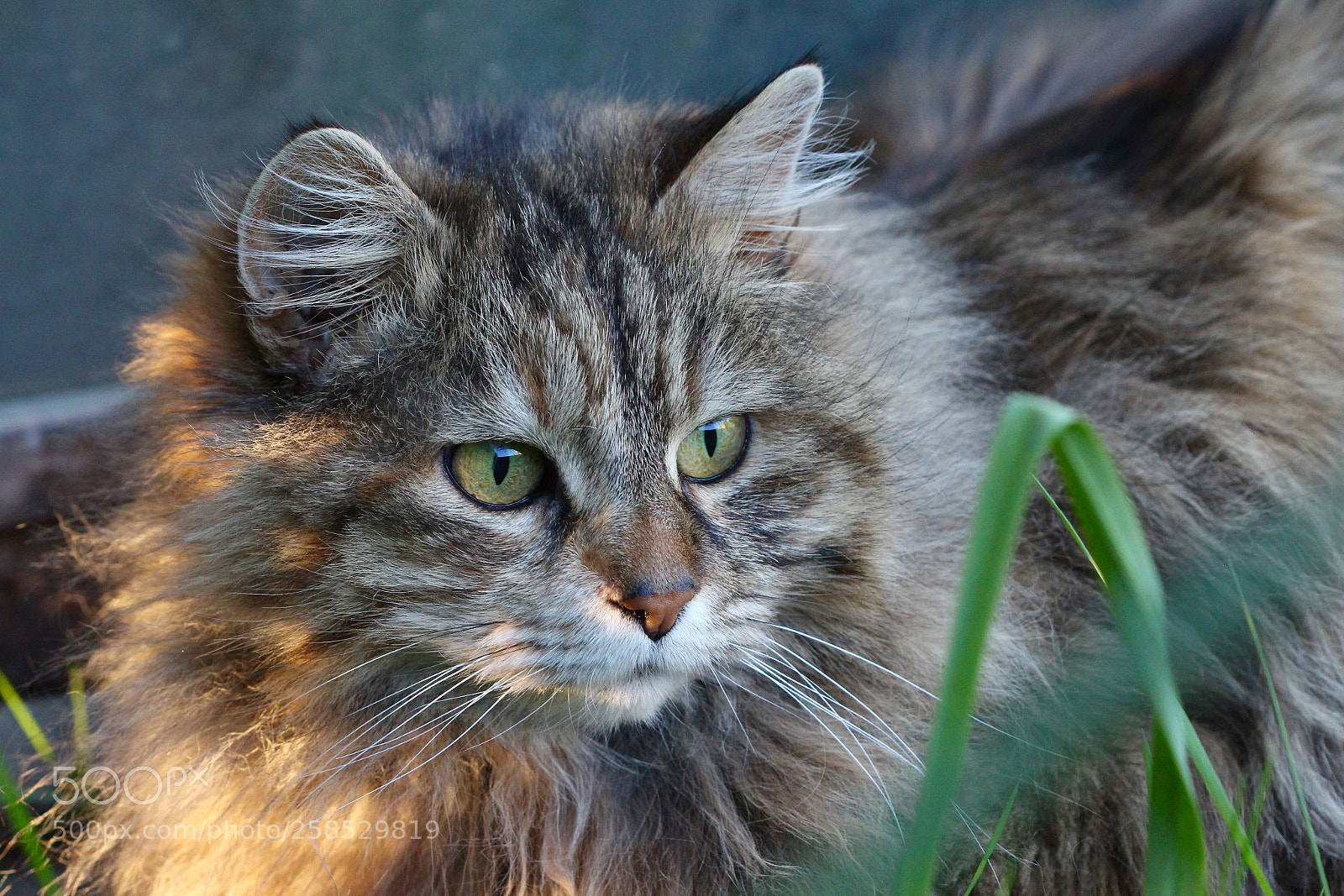Canon EOS 700D (EOS Rebel T5i / EOS Kiss X7i) sample photo. Minka in the evening photography